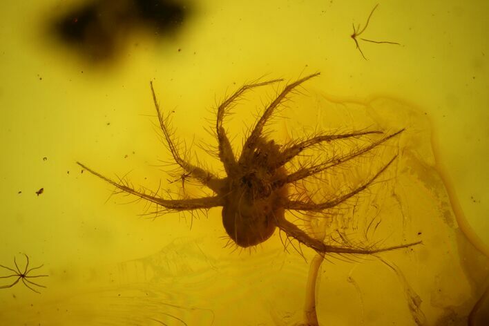 Detailed Fossil Predatory Mite (Parasitidae) In Baltic Amber #163463